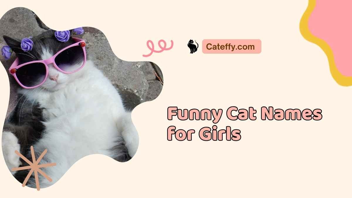 Funny Cat Names for Girls