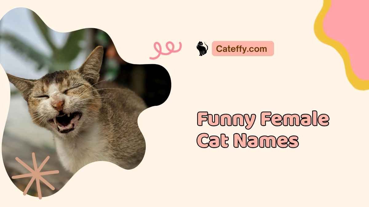 Funny Female Cat Names