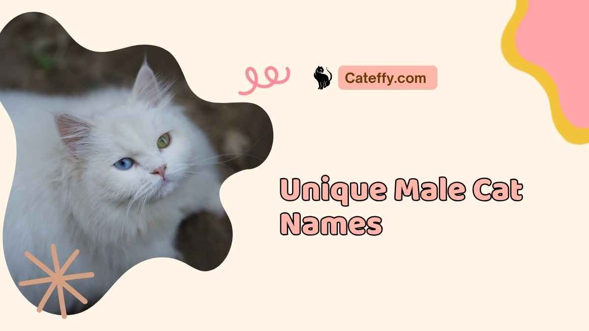 Unique Male Cat Names
