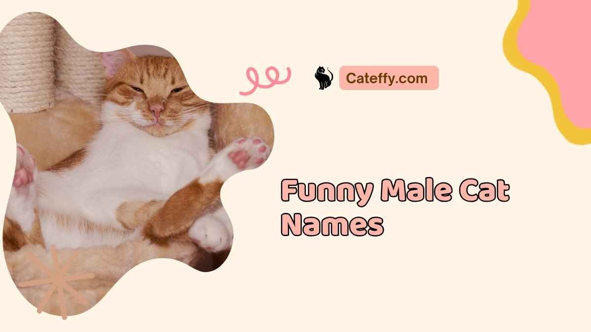 Funny Male Cat Names