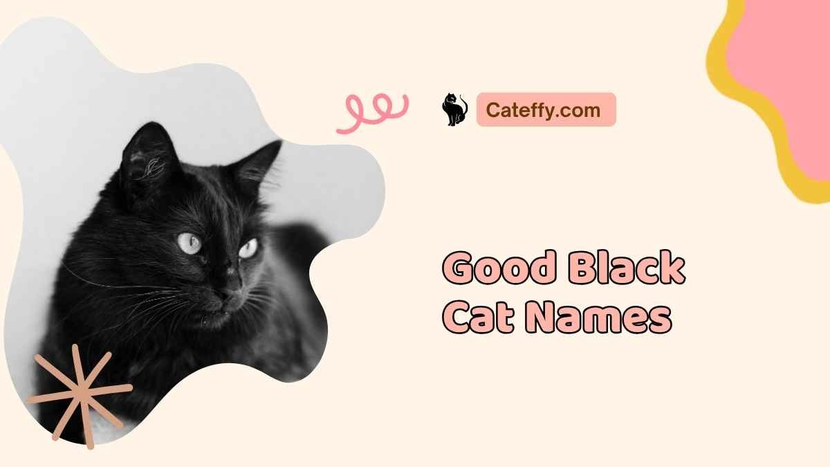 Good Black Cat Names