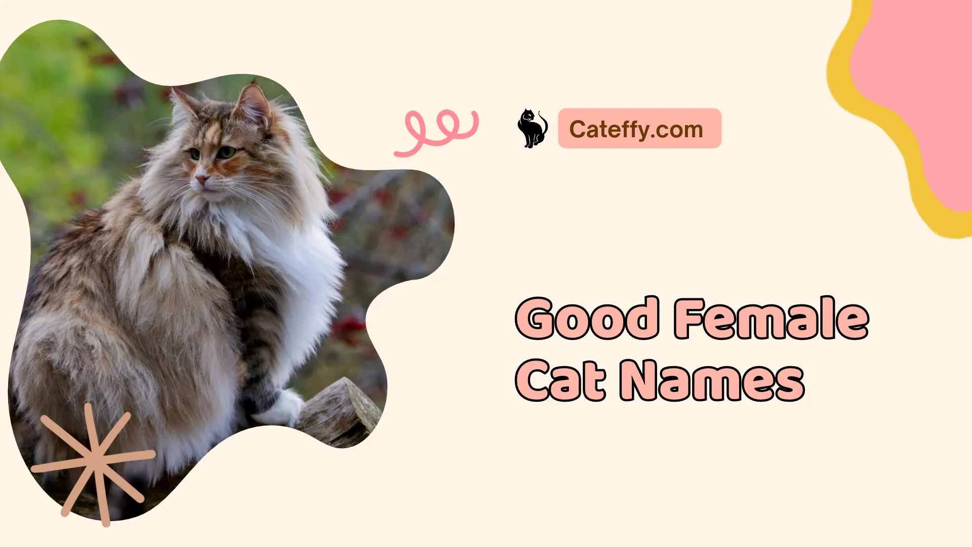 good female cat names