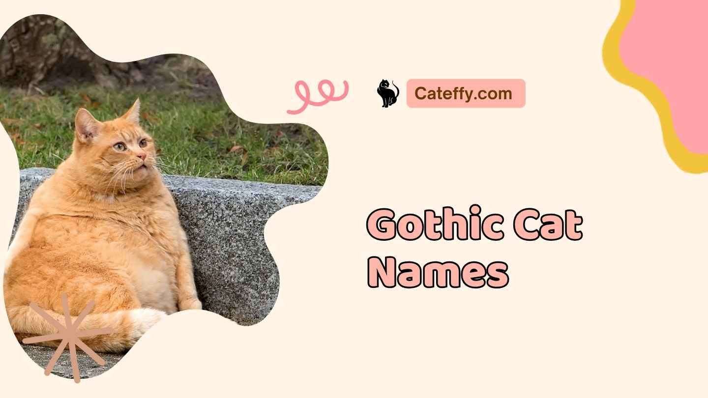 gothic cat names