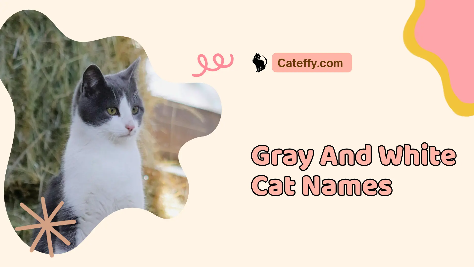 Gray And White Cat Names