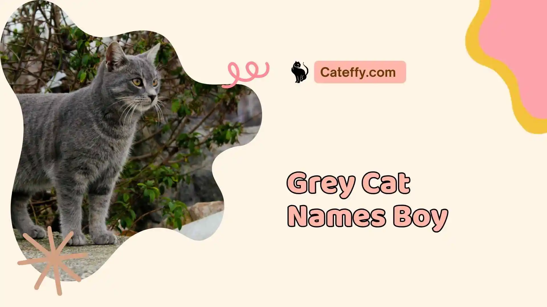 grey cat names boy