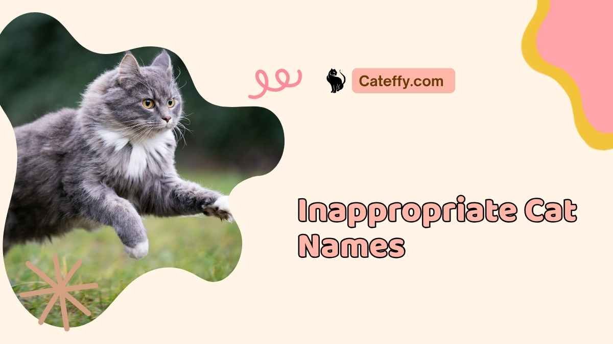 inappropriate cat names