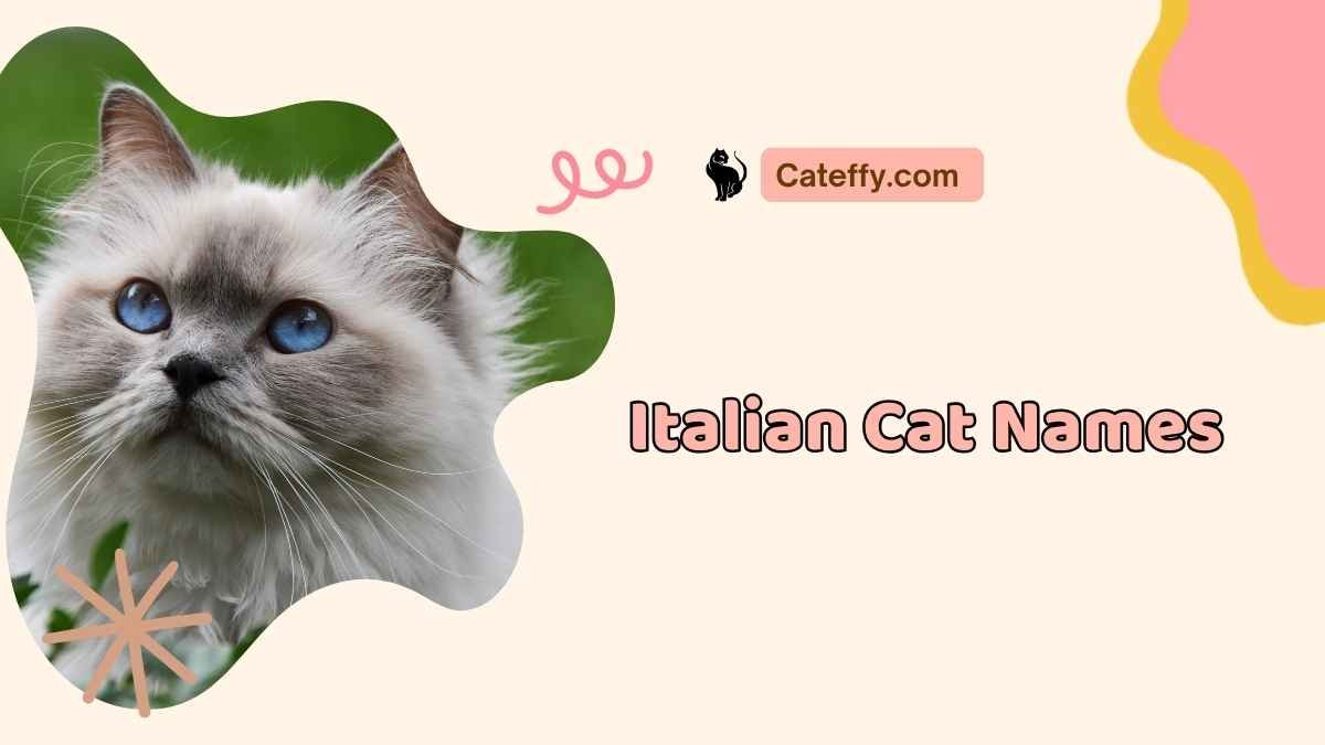 italian cat names