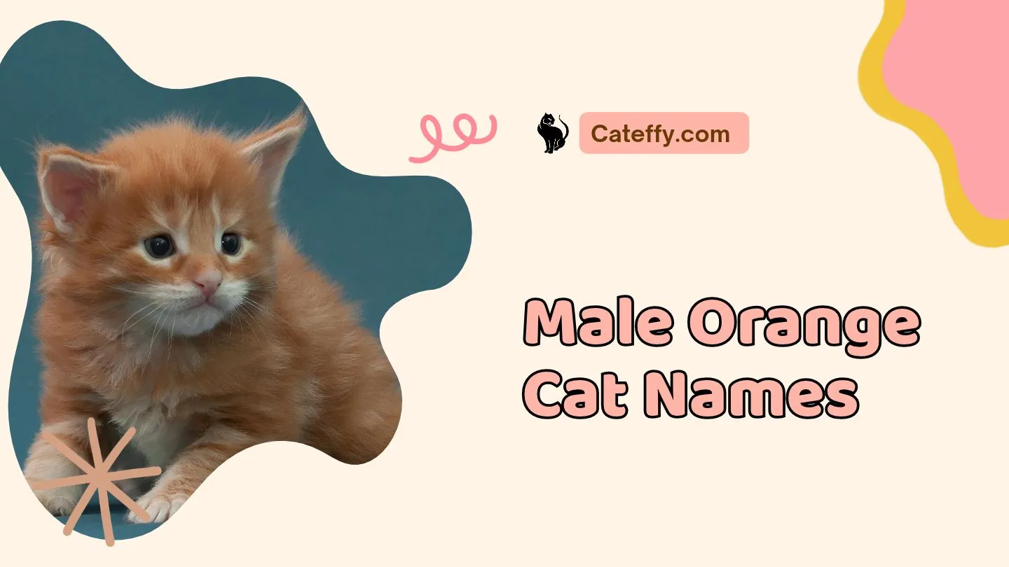male orange cat names