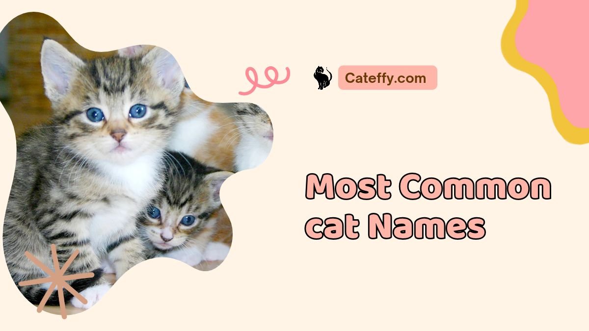 most common cat names
