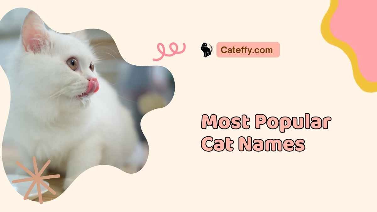 most popular cat names