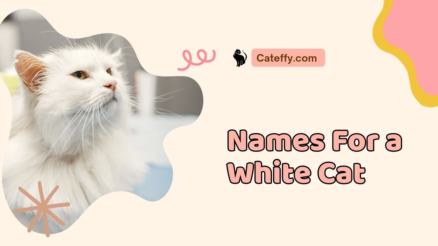 names for a white cat