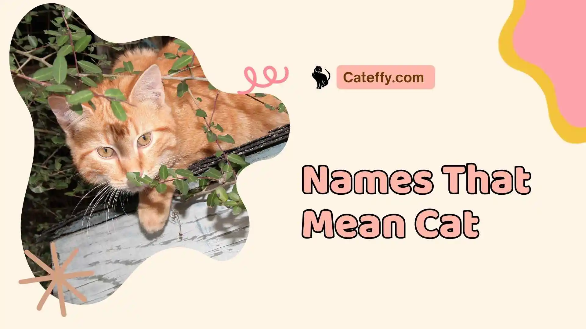 names that mean cat