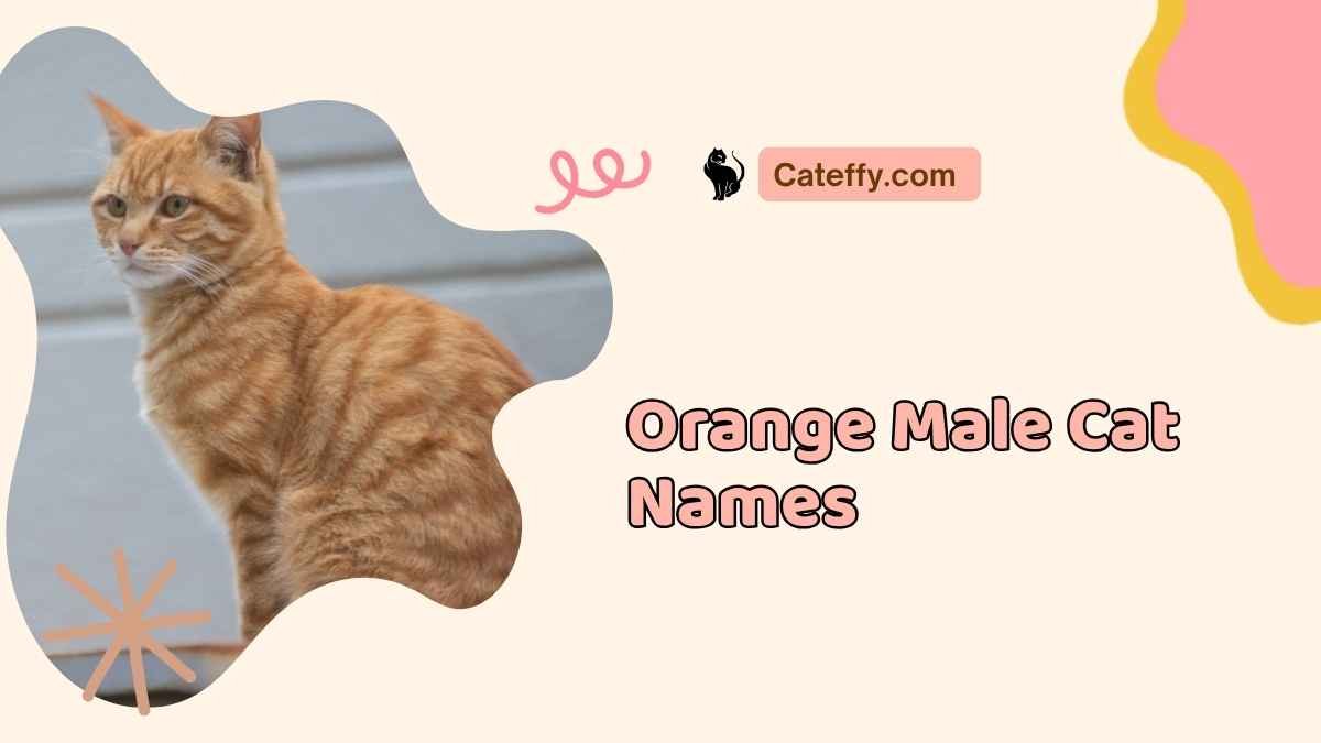orange male cat names