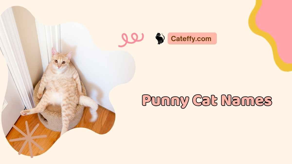 punny cat names