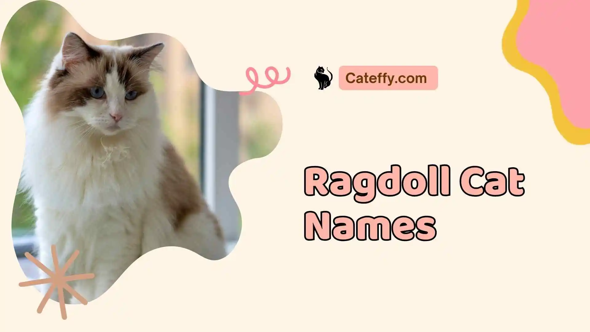 ragdoll cat names