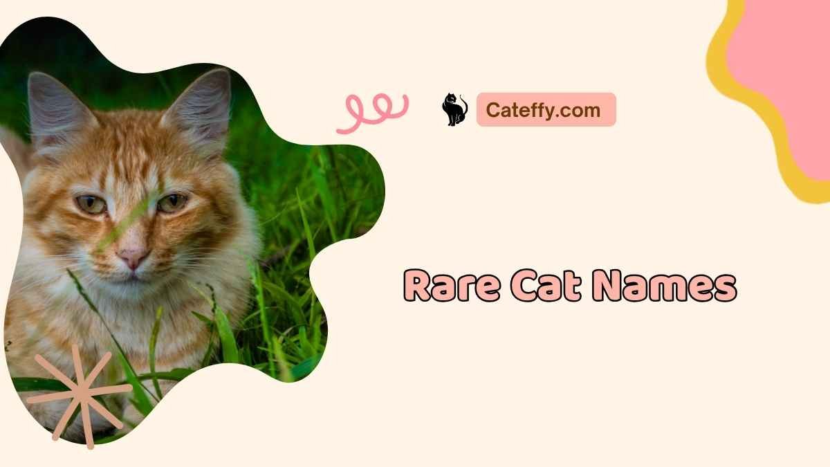 rare cat namesrare cat names