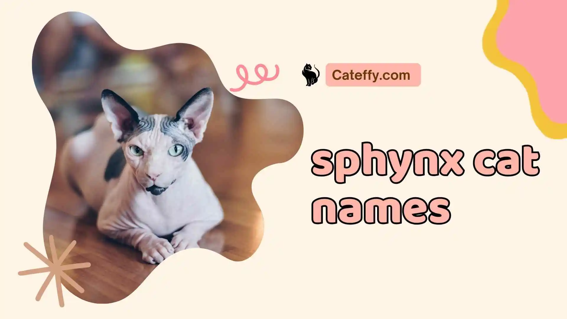 sphynx cat names