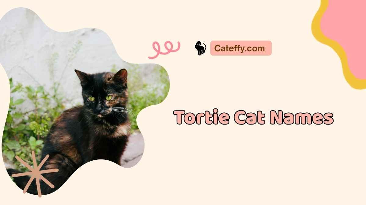 Tortie Cat Names