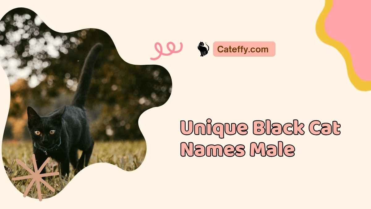 Unique Black Cat Names Male